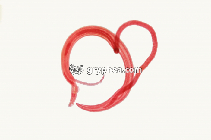 Schistosome - ver parasite - Accouplement mâle et femelle (Schistosoma mansoni) x6 - gryphea.org